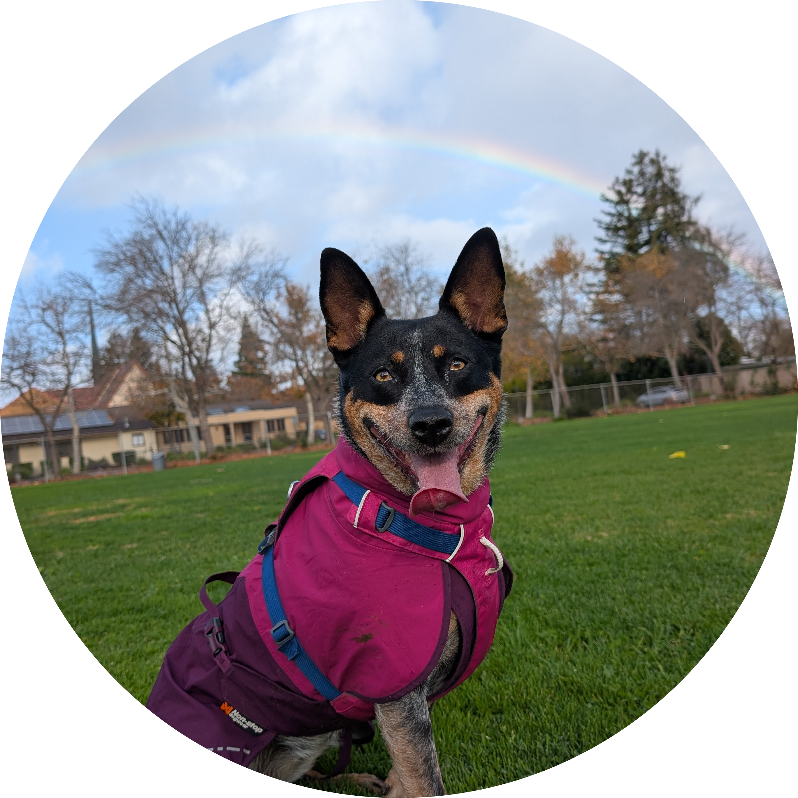 Our friendly neighborhood dog